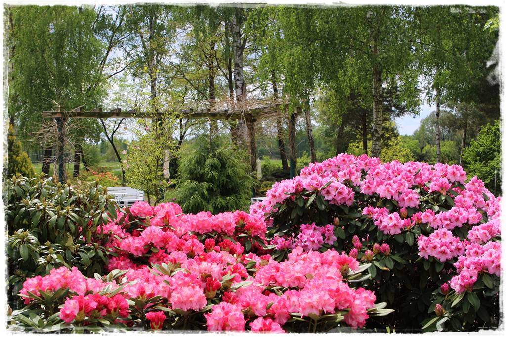 Kwitnące krzewy 40b