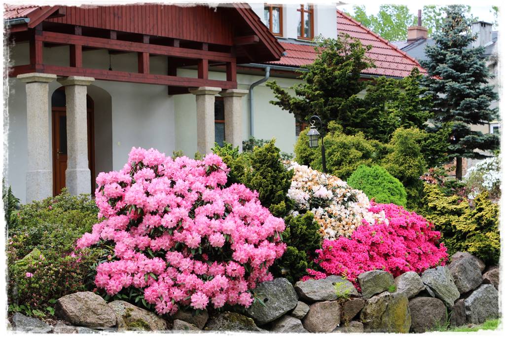 Kwitnące krzewy 40c