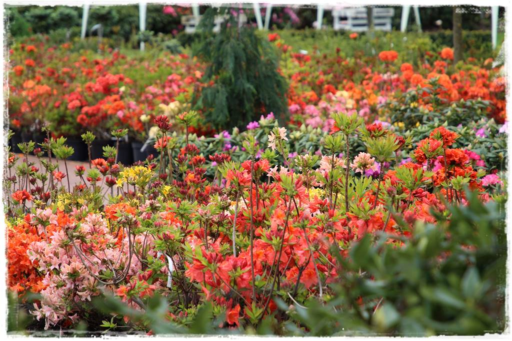 Kwitnące krzewy 40f