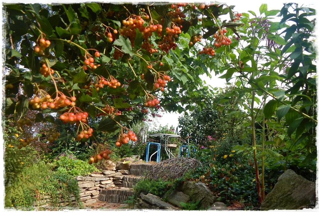 Kwitnące krzewy 50c