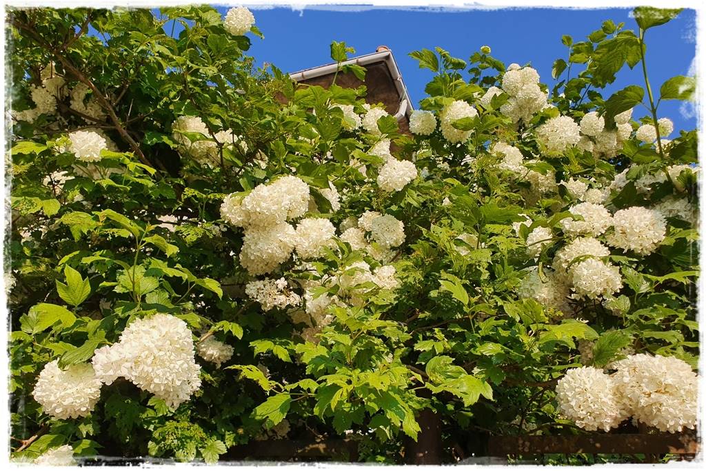 Kwitnące krzewy 50d