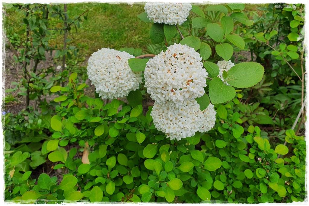 Kwitnące krzewy 50e