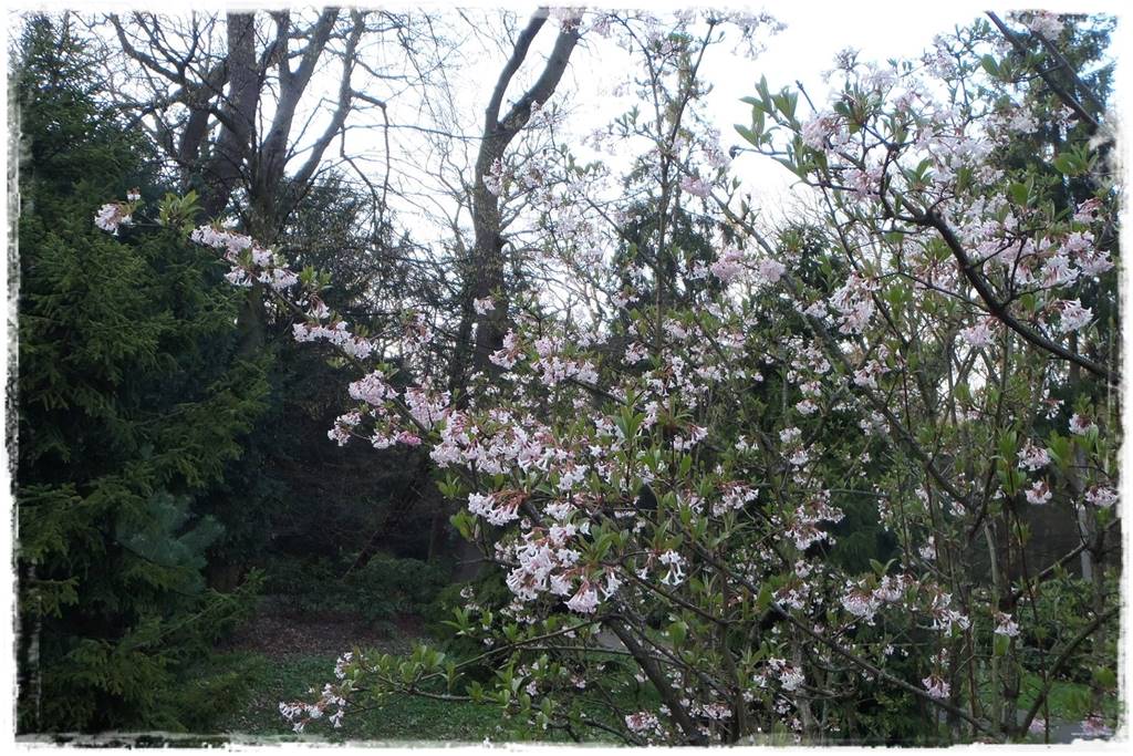 Kwitnące krzewy 50f