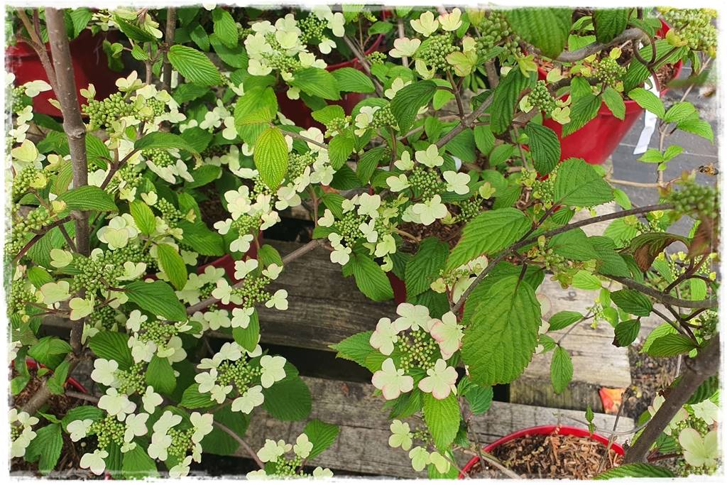 Kwitnące krzewy 50g