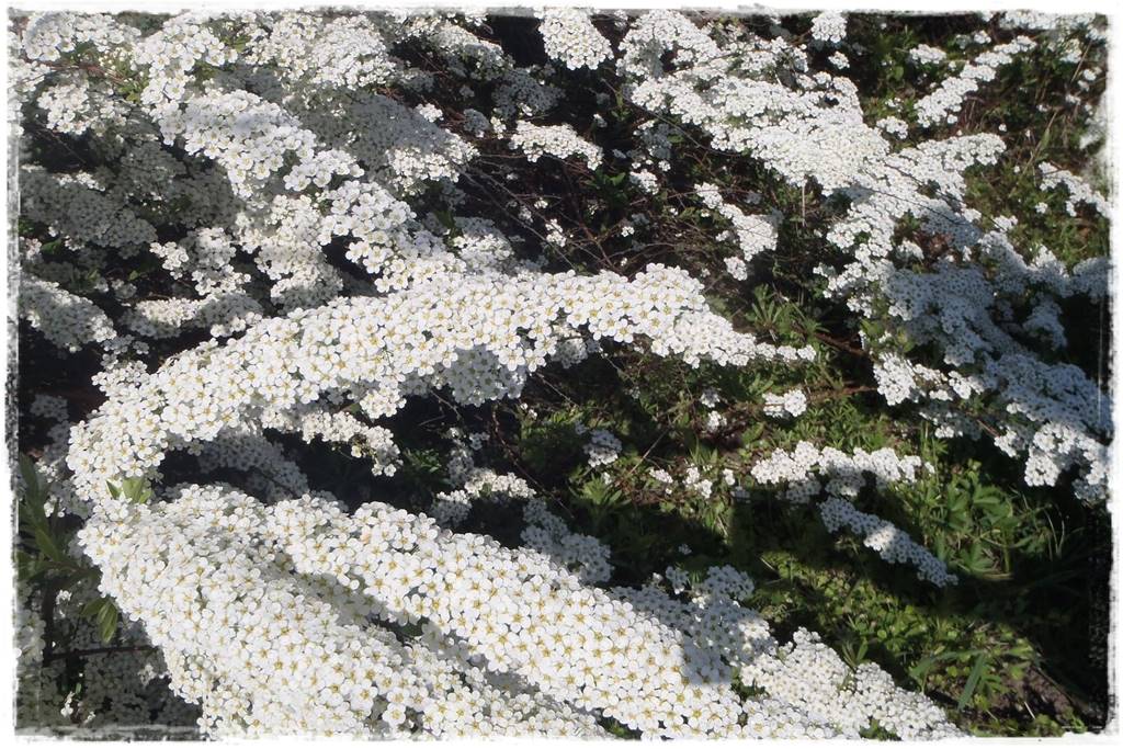 Kwitnące krzewy 60b