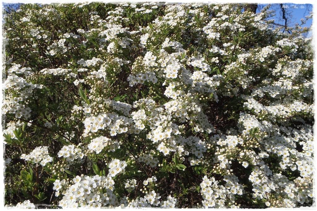 Kwitnące krzewy 60c