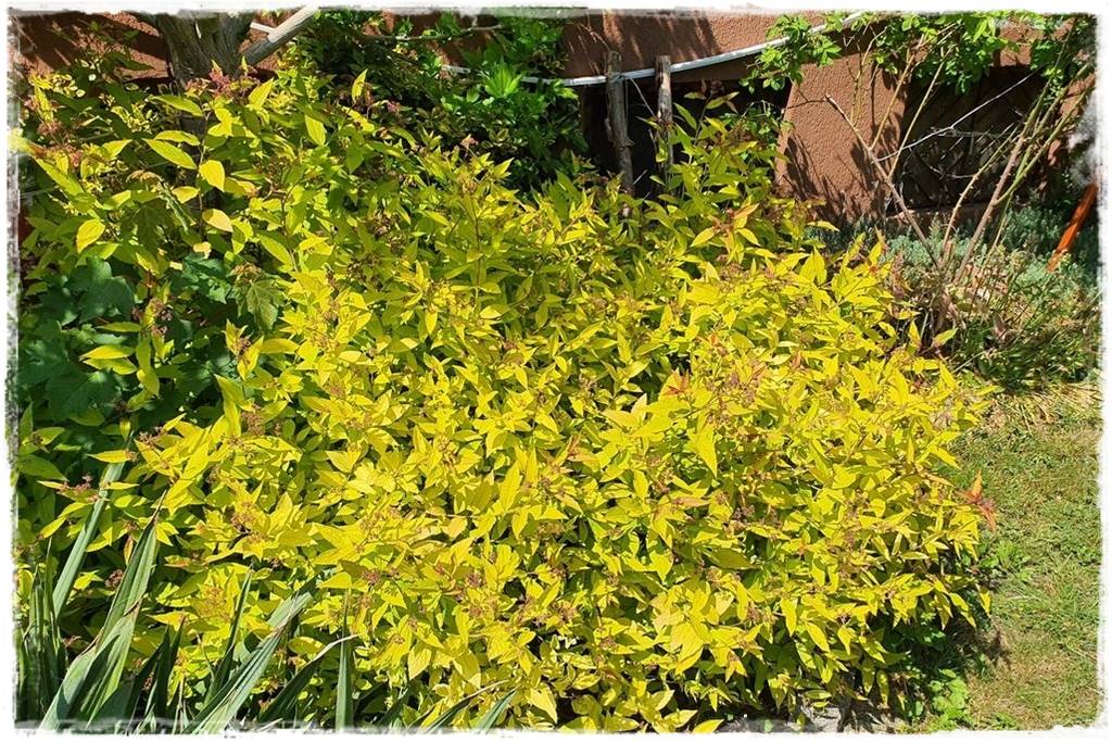 Kwitnące krzewy 60d