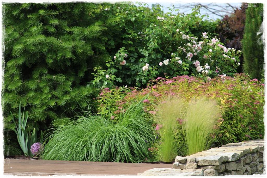 Kwitnące krzewy 60e