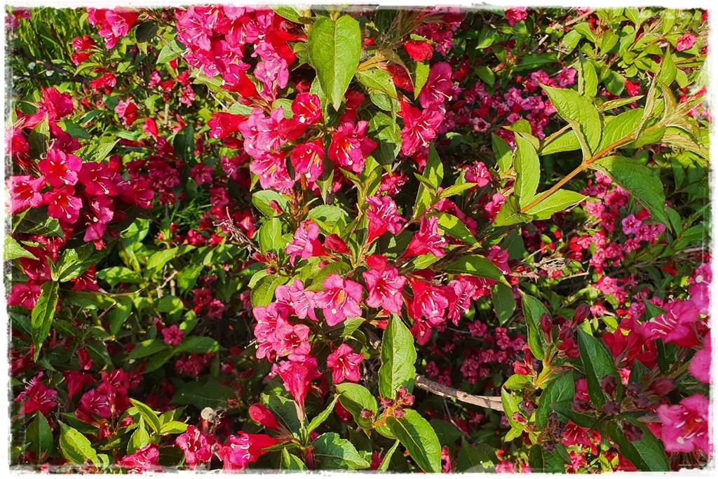 Kwitnące krzewy 70b