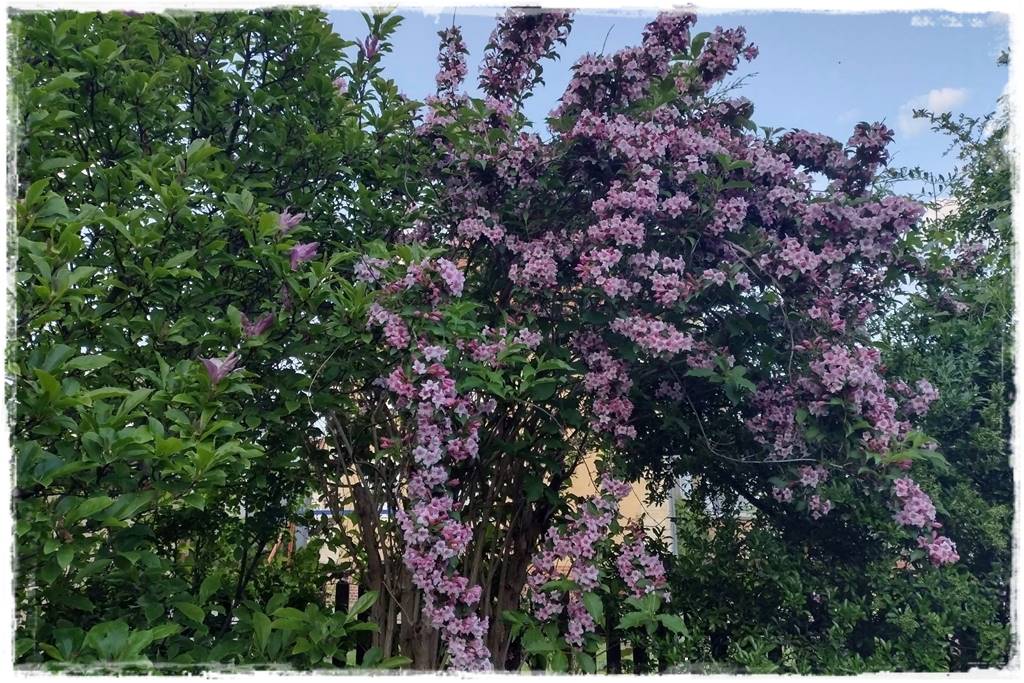 Kwitnące krzewy 70c