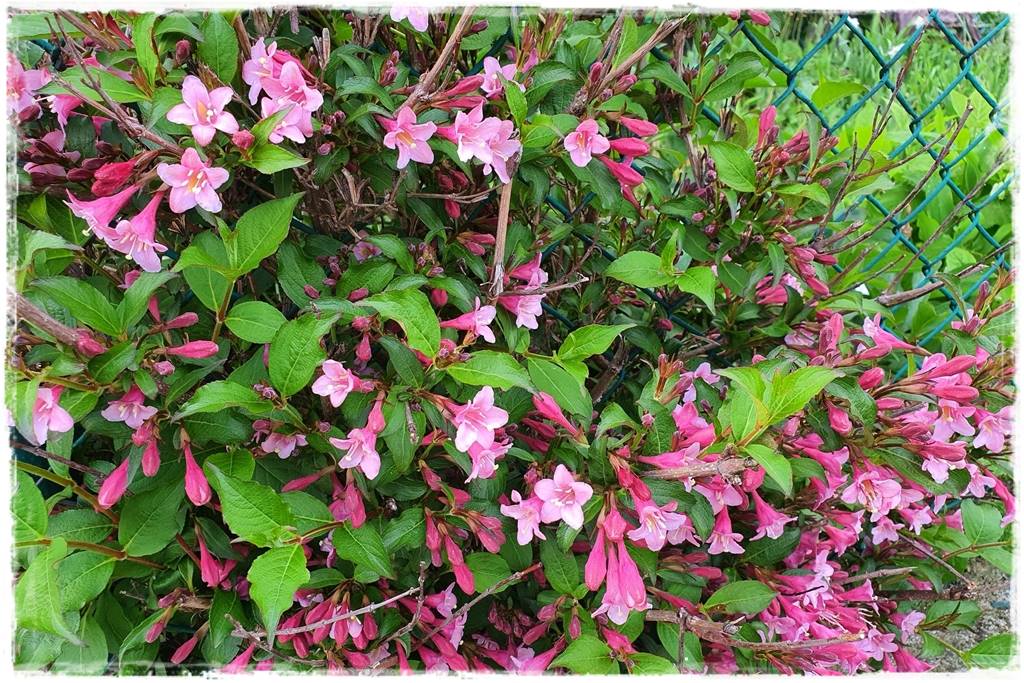 Kwitnące krzewy 70d