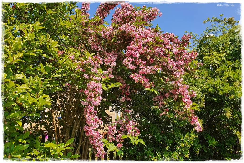 Kwitnące krzewy 70e