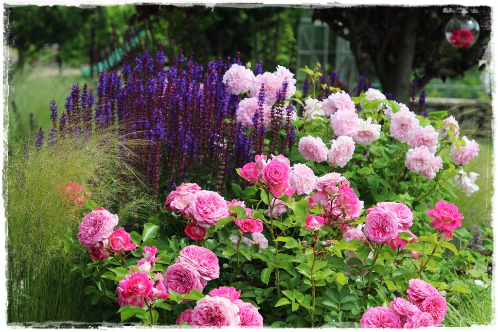 Kwitnące krzewy 80d