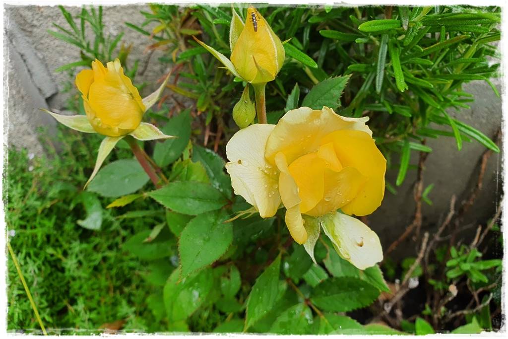 Kwitnące krzewy 80e