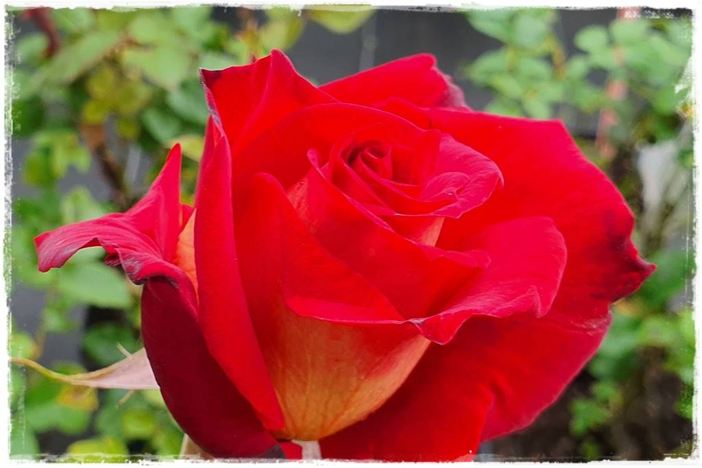 Kwitnące krzewy 80f