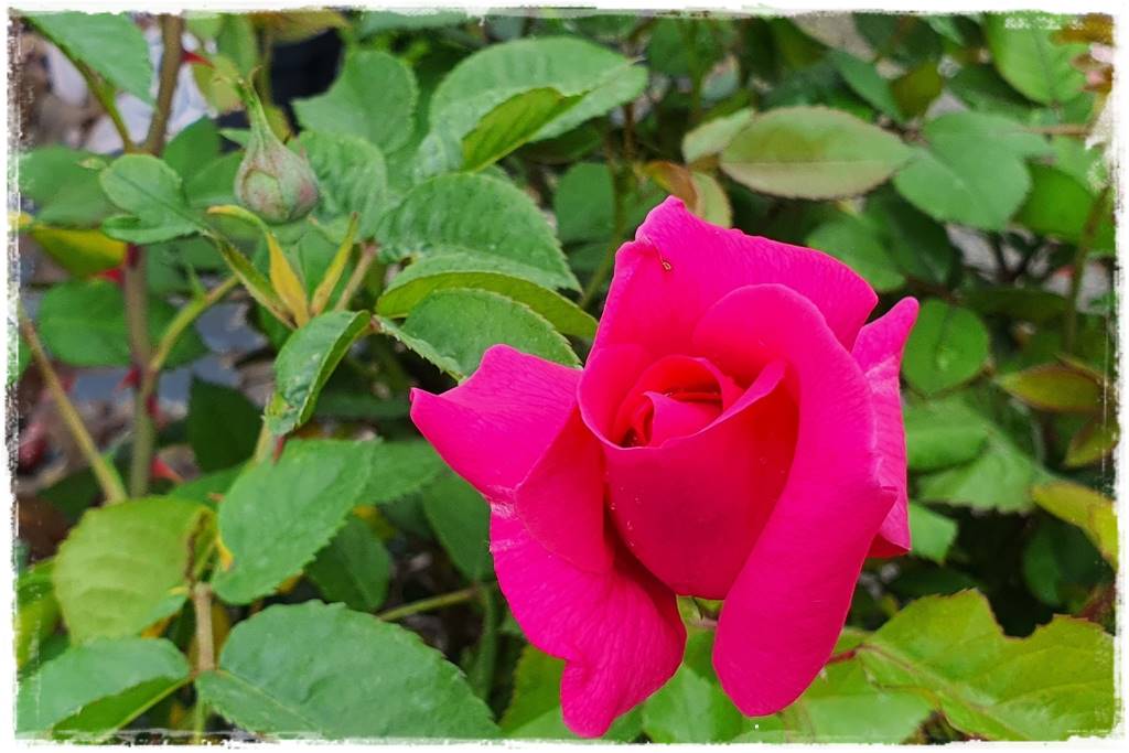 Kwitnące krzewy 80g