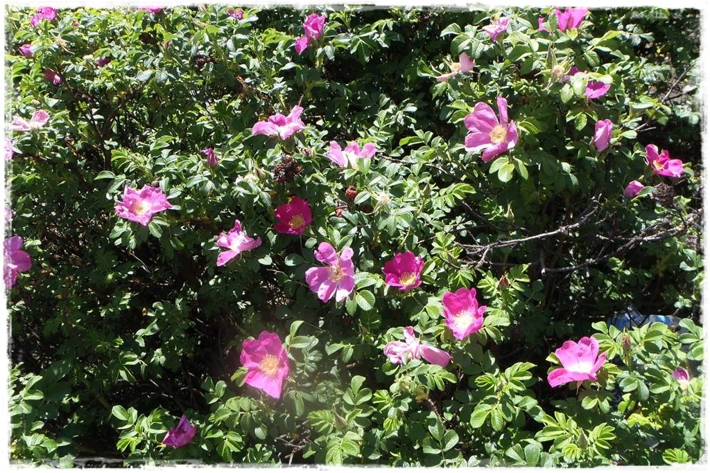 Kwitnące krzewy 80h