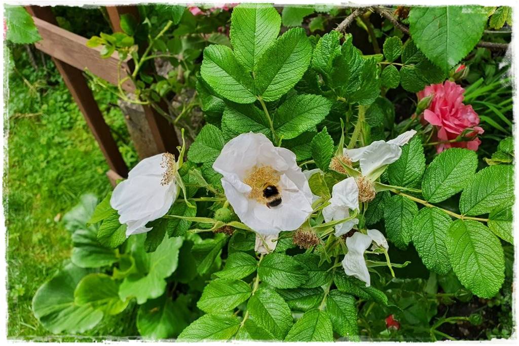 Kwitnące krzewy 80i