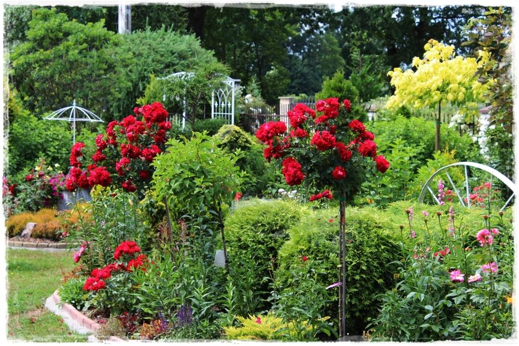 Kwitnące krzewy 80j