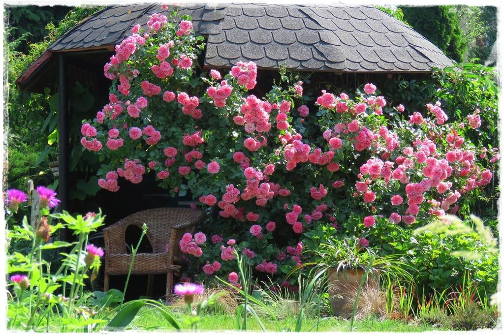 Kwitnące krzewy 80k