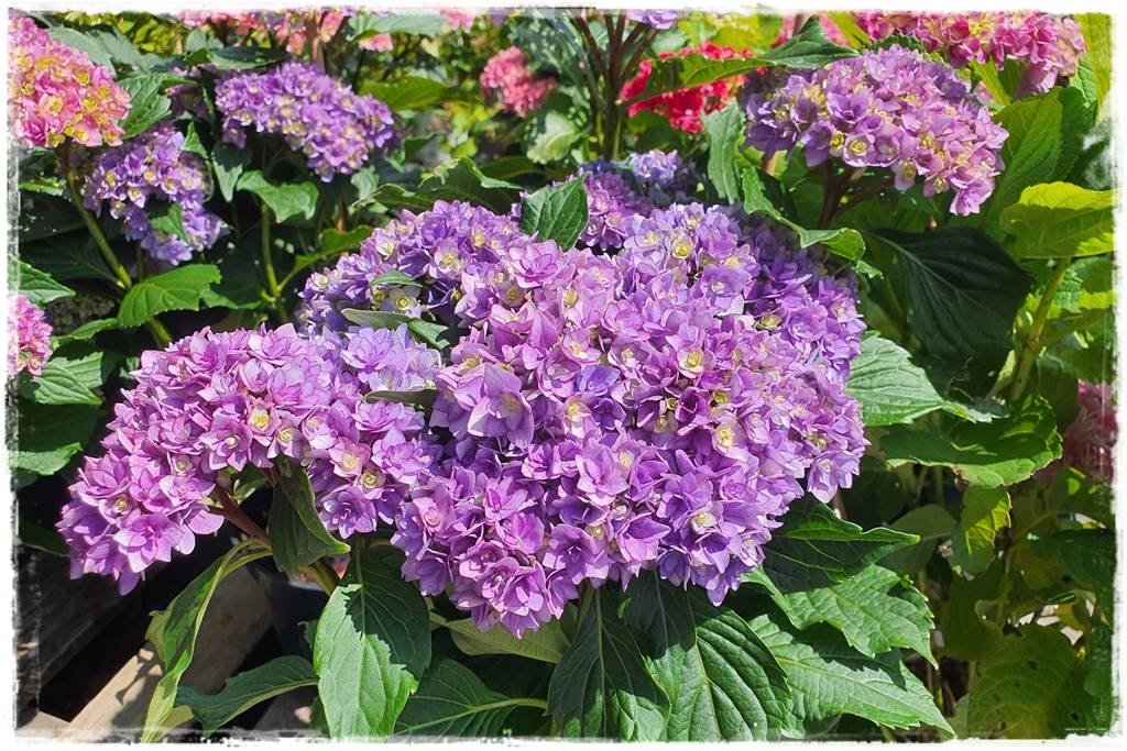 Kwitnące krzewy 90j