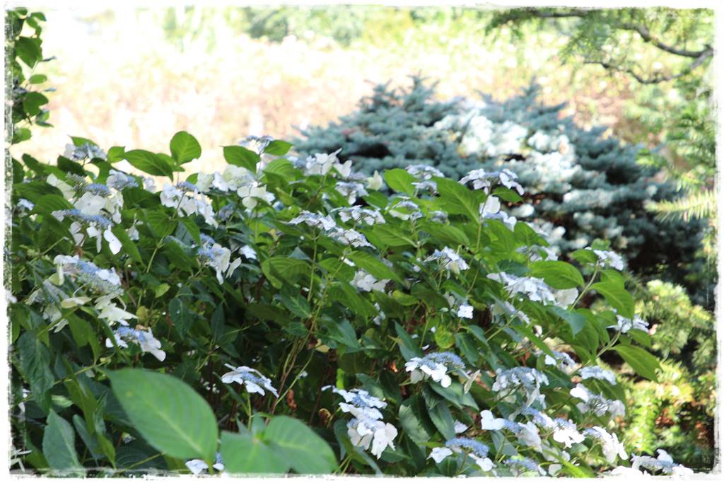 Kwitnące krzewy 90k