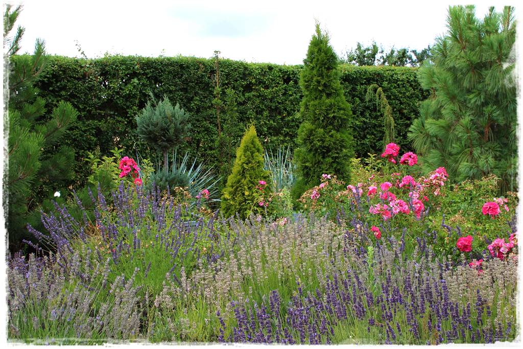 Lawenda w ogrodzie aranżacje 20