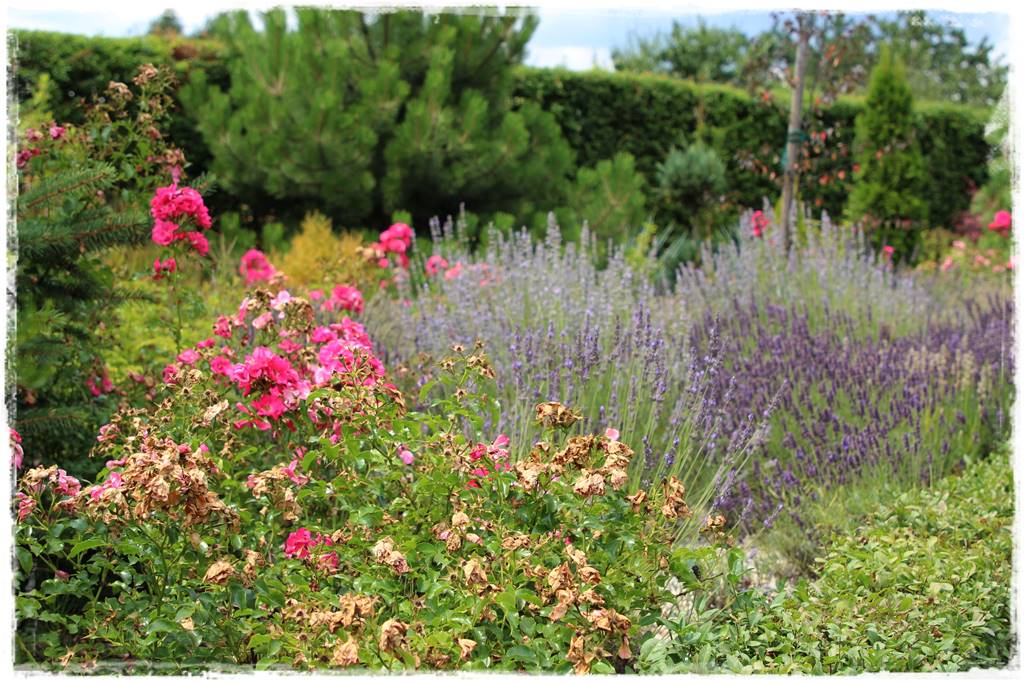 Lawenda w ogrodzie aranżacje 20c