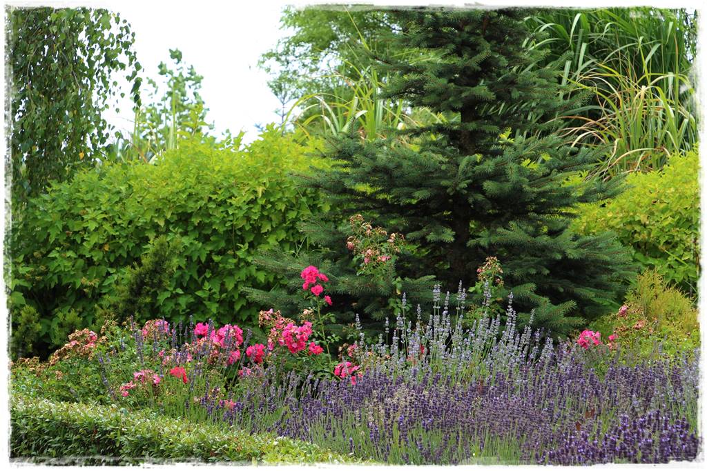 Lawenda w ogrodzie aranżacje 20d