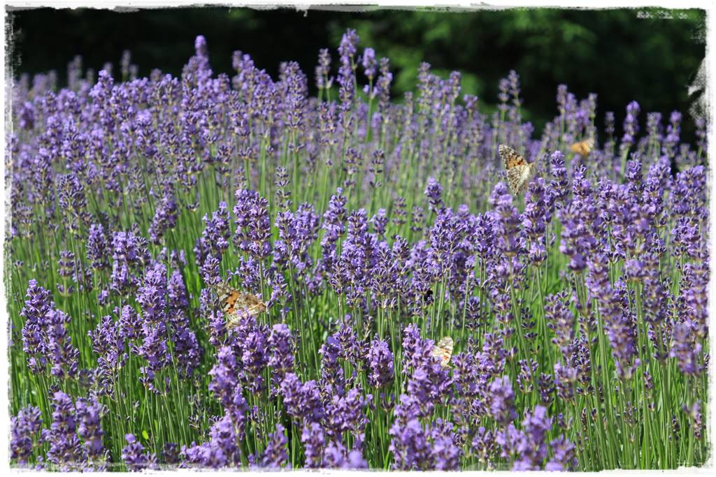 Lawenda w ogrodzie aranżacje 4