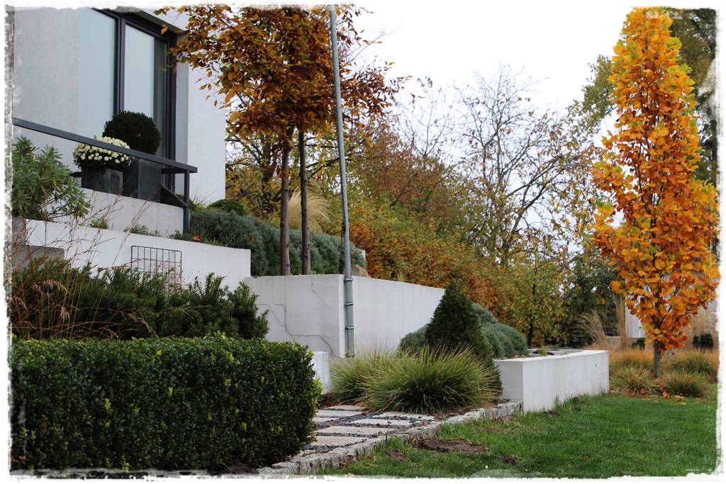 Lawenda w ogrodzie aranżacje 40