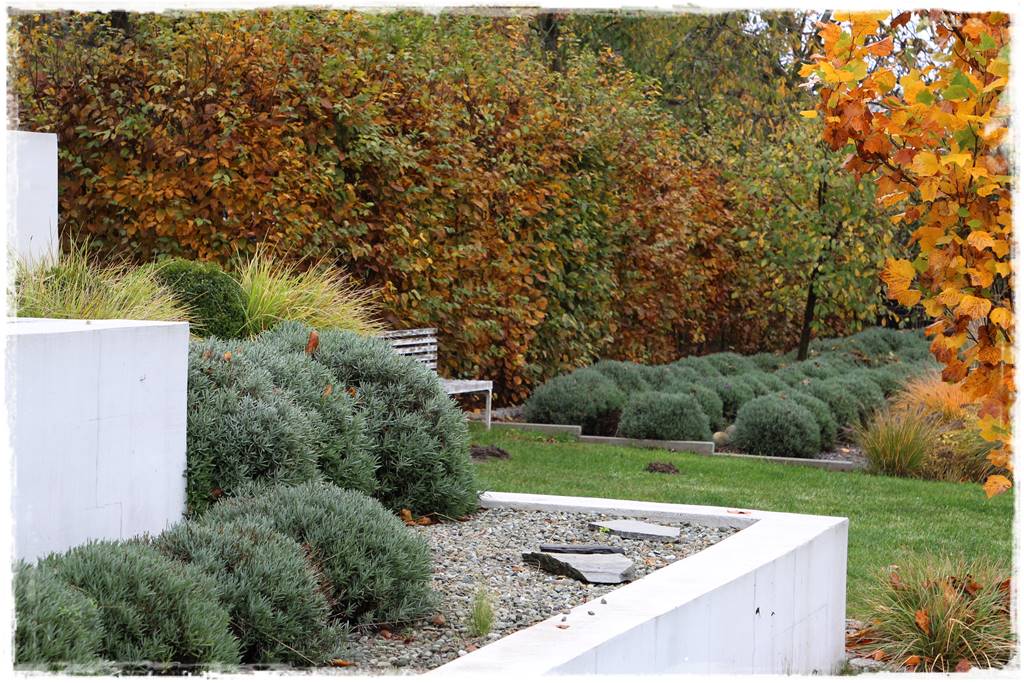 Lawenda w ogrodzie aranżacje 40e