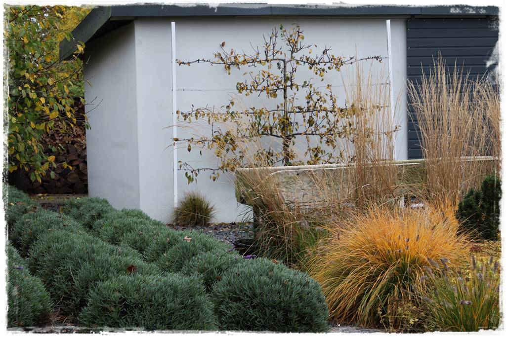 Lawenda w ogrodzie aranżacje 40f