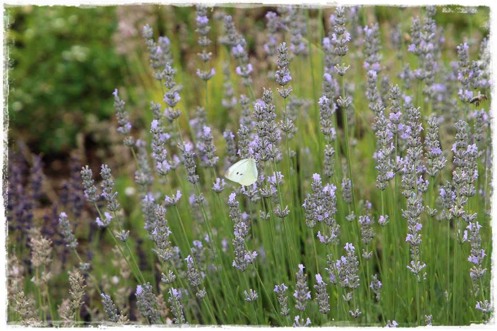 Lawenda w ogrodzie aranżacje 5