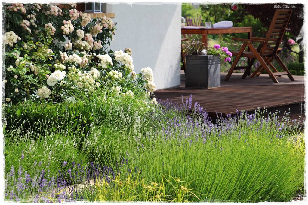 Lawenda w ogrodzie aranżacje 50