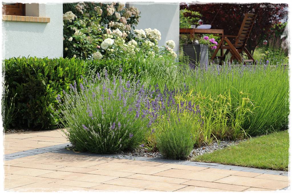 Lawenda w ogrodzie aranżacje 50c