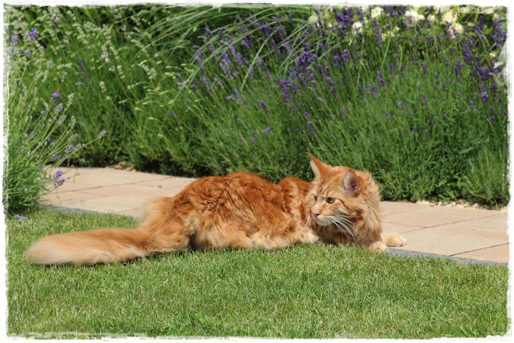 Lawenda w ogrodzie aranżacje 50d