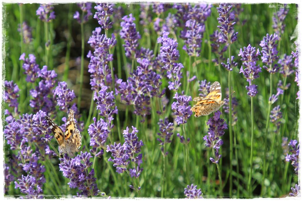 Lawenda w ogrodzie aranżacje 6