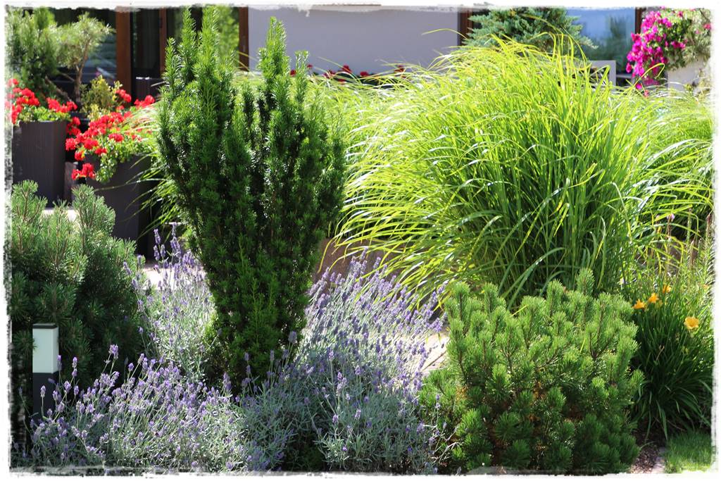 Lawenda w ogrodzie aranżacje 60b