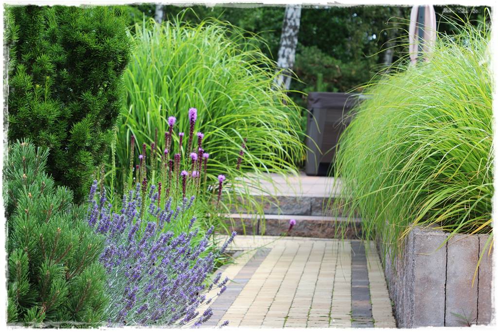 Lawenda w ogrodzie aranżacje 60d