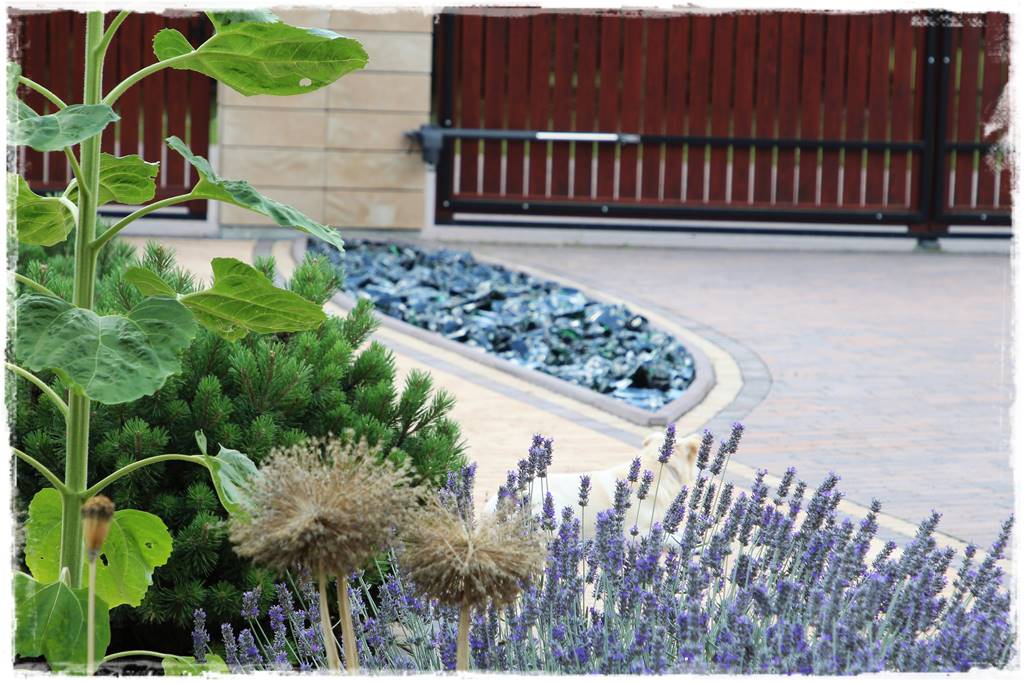 Lawenda w ogrodzie aranżacje 60h