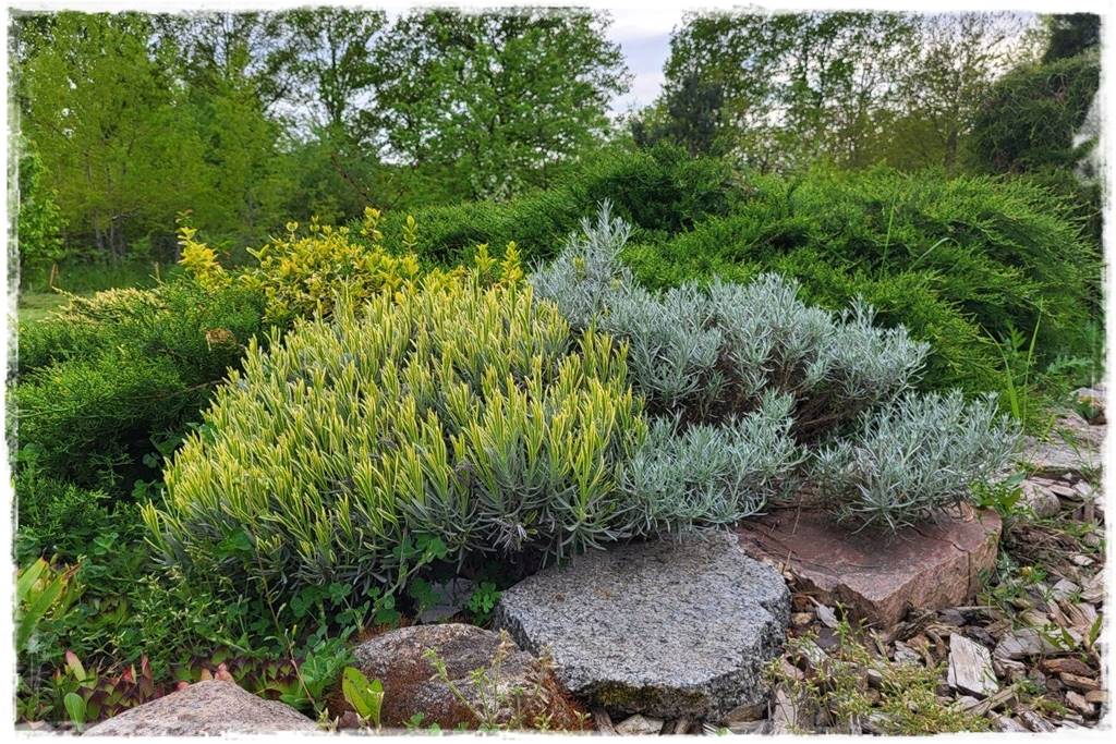 Lawenda w ogrodzie aranżacje 7