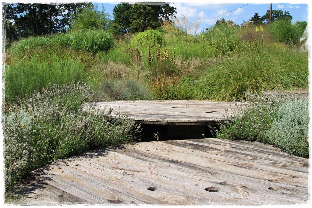 Lawenda w ogrodzie aranżacje 70