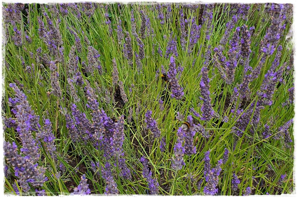 Lawenda w ogrodzie aranżacje 8