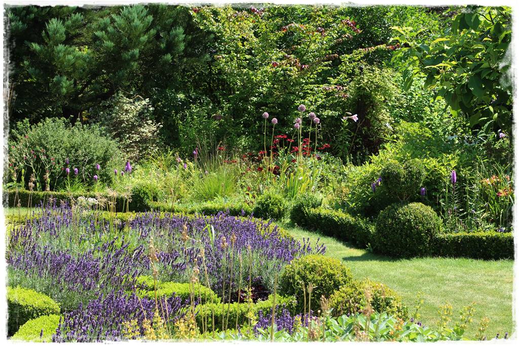 Lawenda w ogrodzie aranżacje 80c