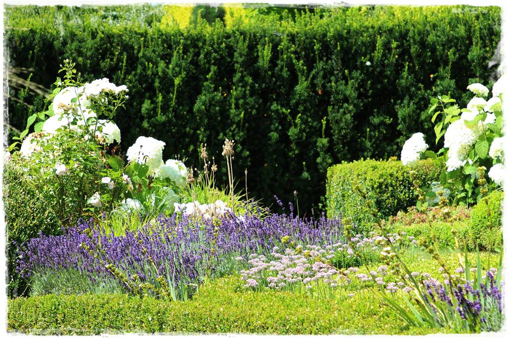 Lawenda w ogrodzie aranżacje 80d