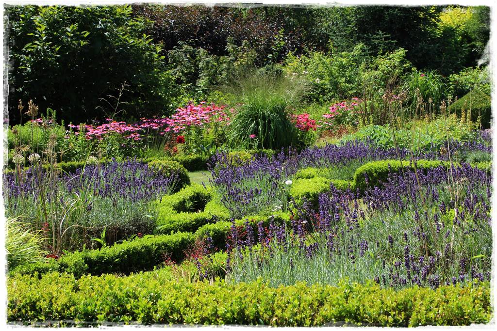Lawenda w ogrodzie aranżacje 80e