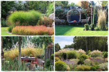 Miskant w ogrodzie aranżacje 1