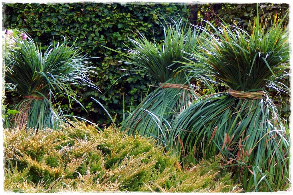 Miskant w ogrodzie aranżacje 10