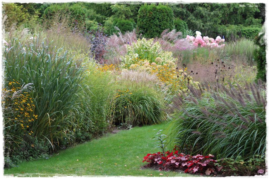 Miskant w ogrodzie aranżacje 203c Miskant w ogrodzie aranżacje 203c